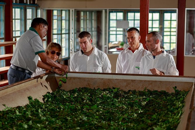 Dambatenne Tea Estate